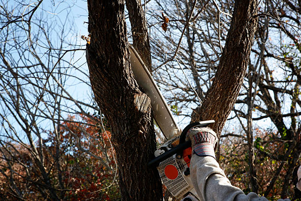 Best Hazardous Tree Removal  in Mulgee, OK